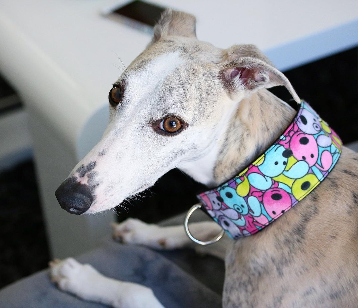 Hundhalsband: Färgglada hundar