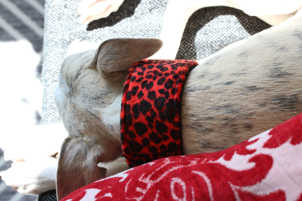 Hundhalsband: Röd leopard