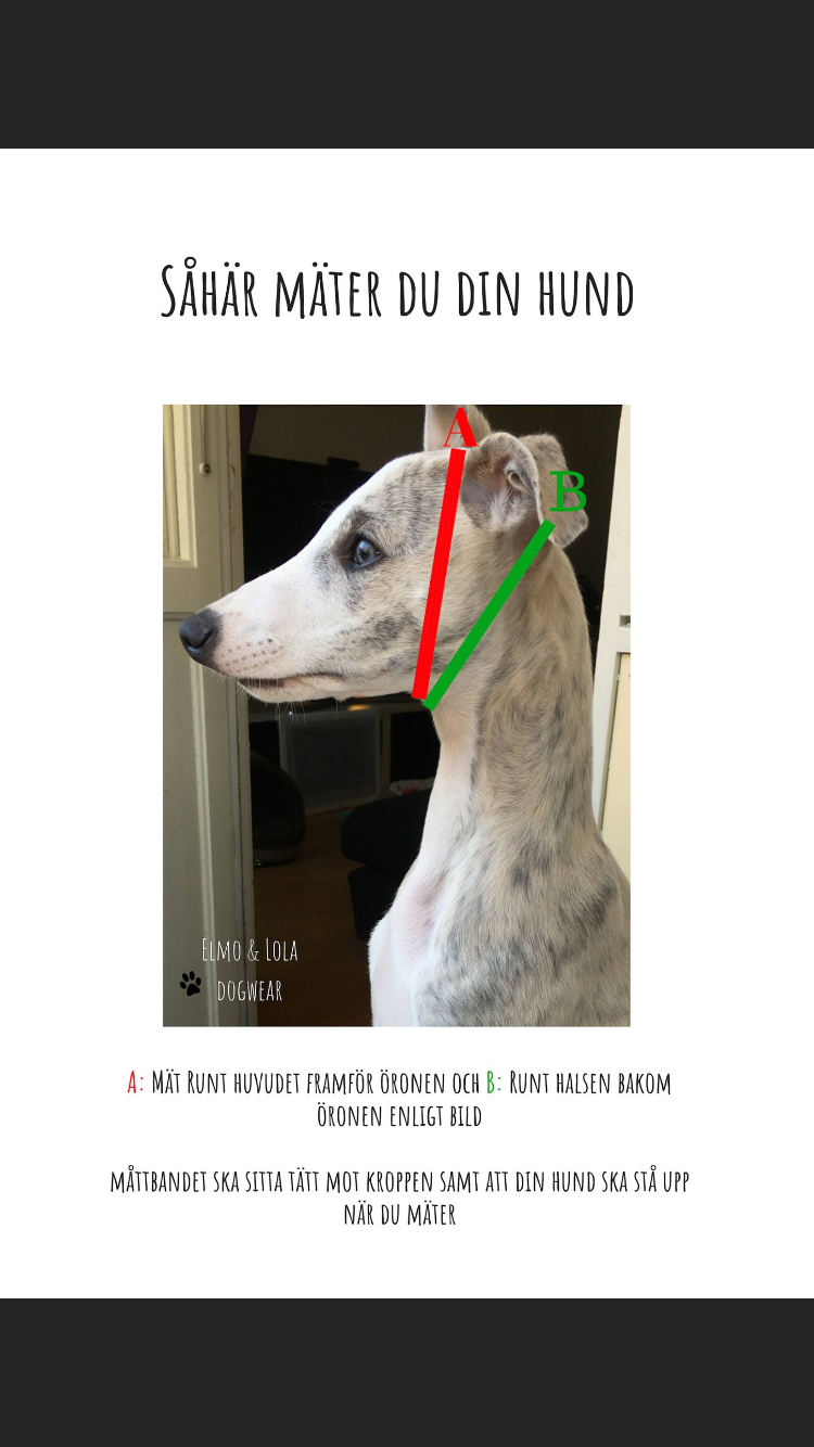 Hundhalsband: Färgglada hundar