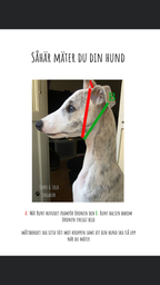Hundhalsband: Färgglada hundar